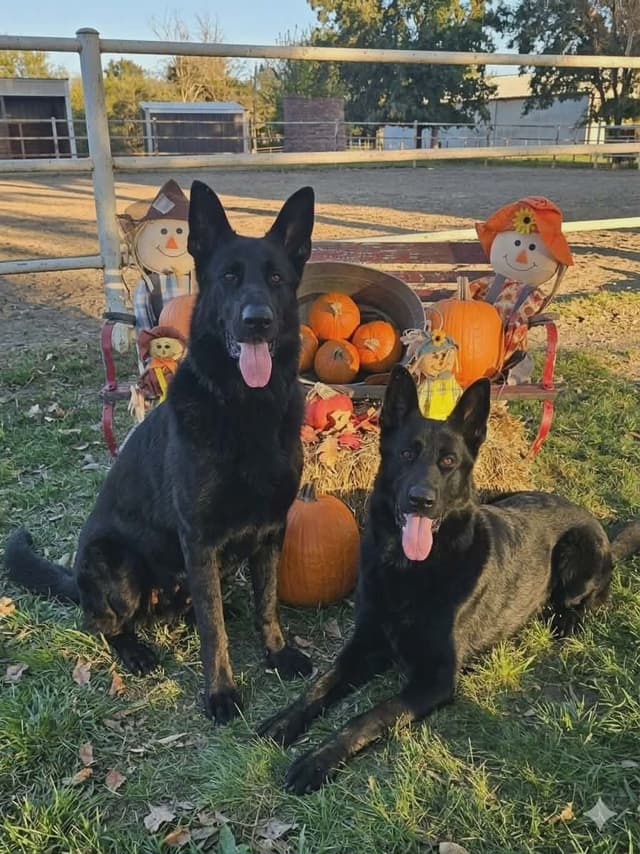 AKC German Shepherd Puppies – Solid Black (Mid Missouri) media 12