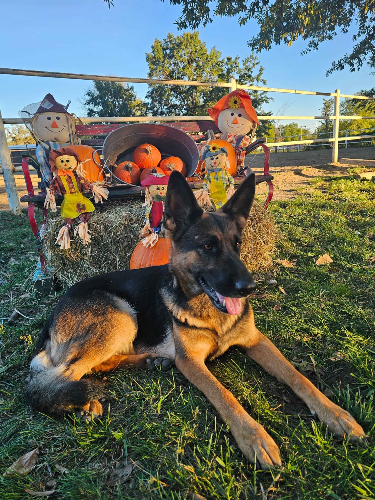 AKC German Shepherd Puppies – Solid Black (Mid Missouri) breeder image 15