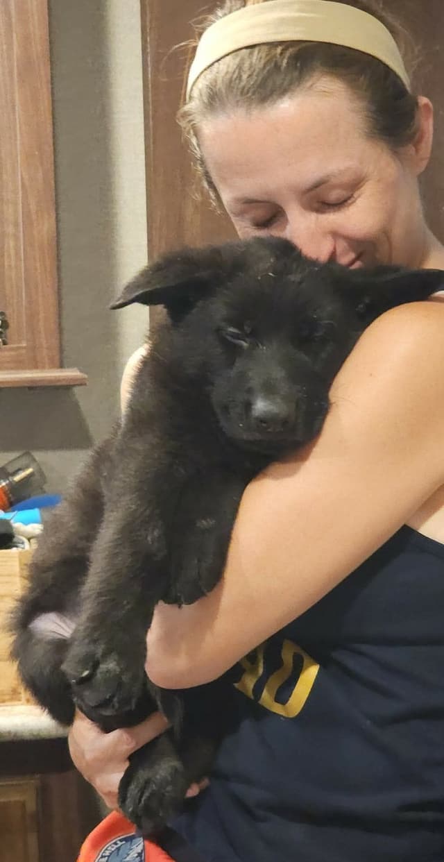 AKC German Shepherd Puppies – Solid Black (Mid Missouri) media 17