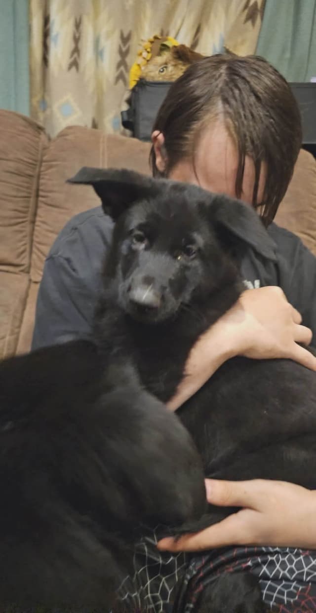 AKC German Shepherd Puppies – Solid Black (Mid Missouri) media 16