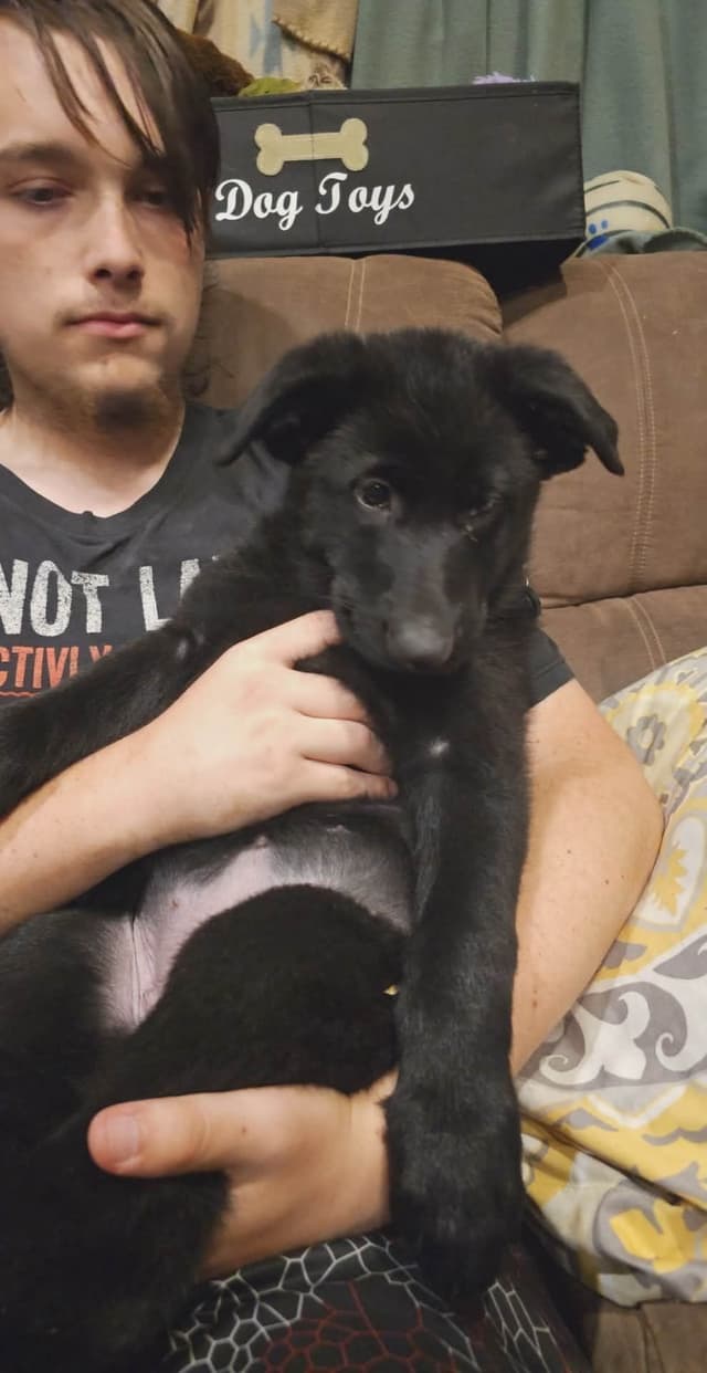 AKC German Shepherd Puppies – Solid Black (Mid Missouri) media 18