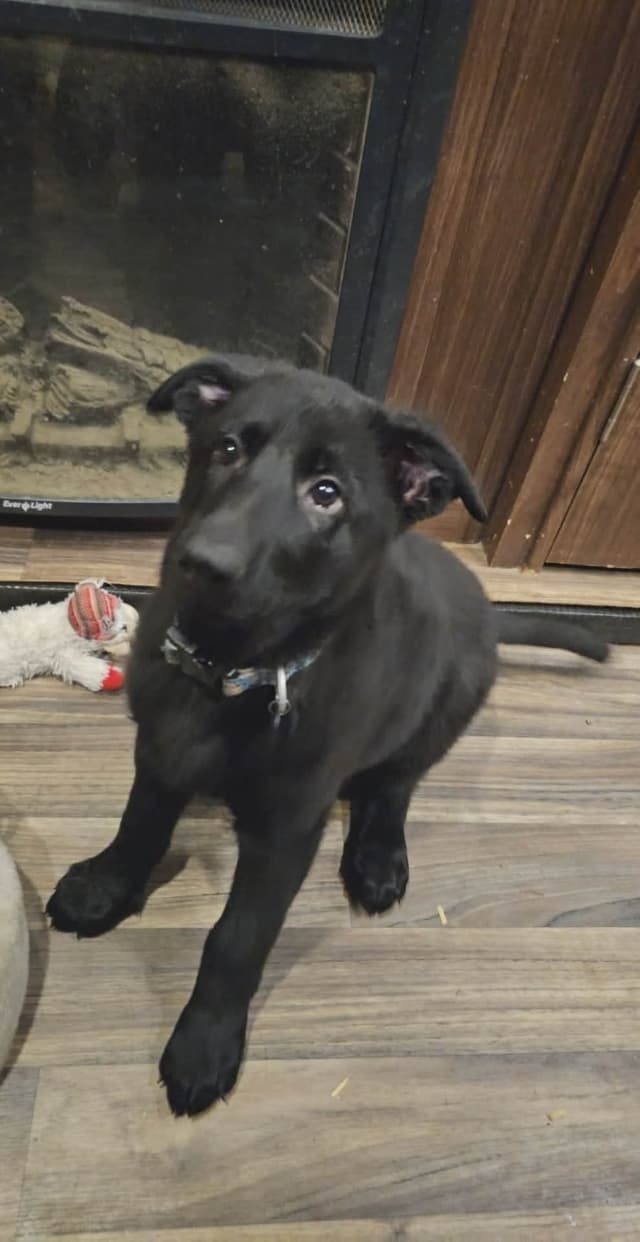 AKC German Shepherd Puppies – Solid Black (Mid Missouri) media 19