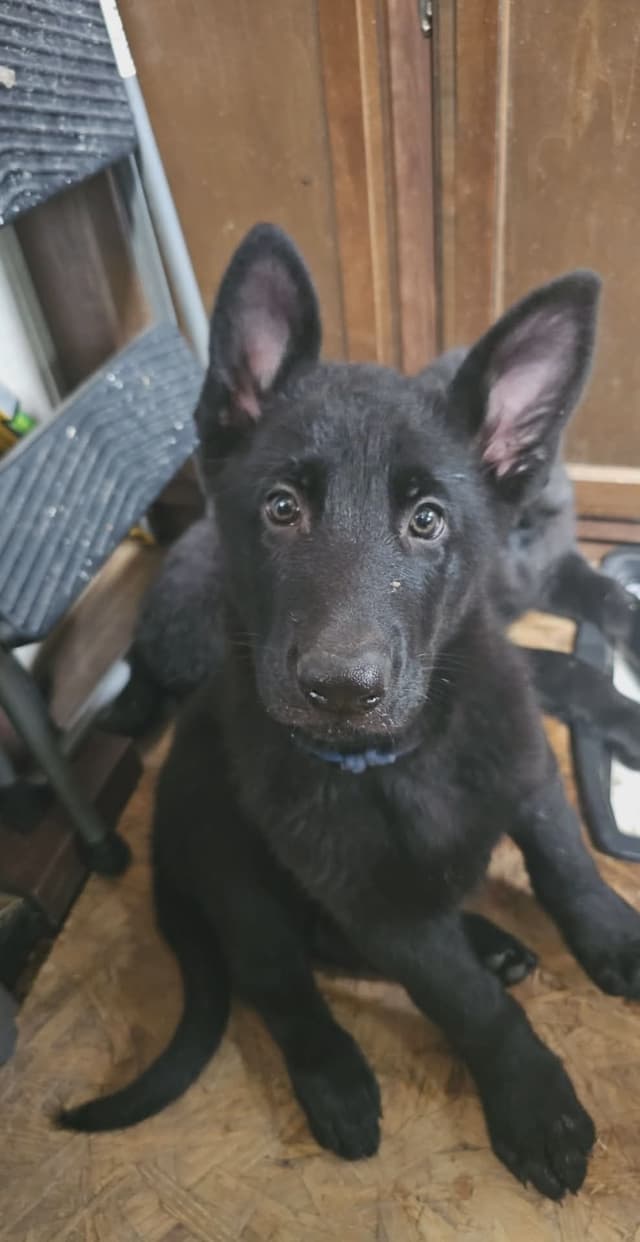 AKC German Shepherd Puppies – Solid Black (Mid Missouri) media 20