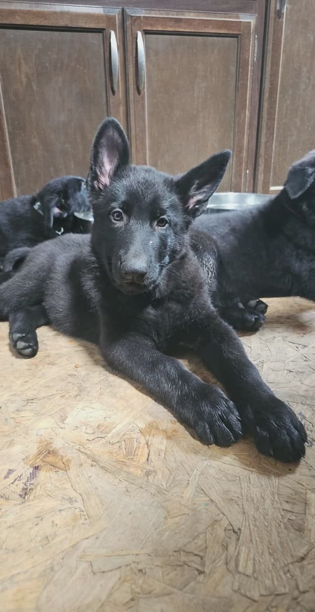 AKC German Shepherd Puppies – Solid Black (Mid Missouri) media 28