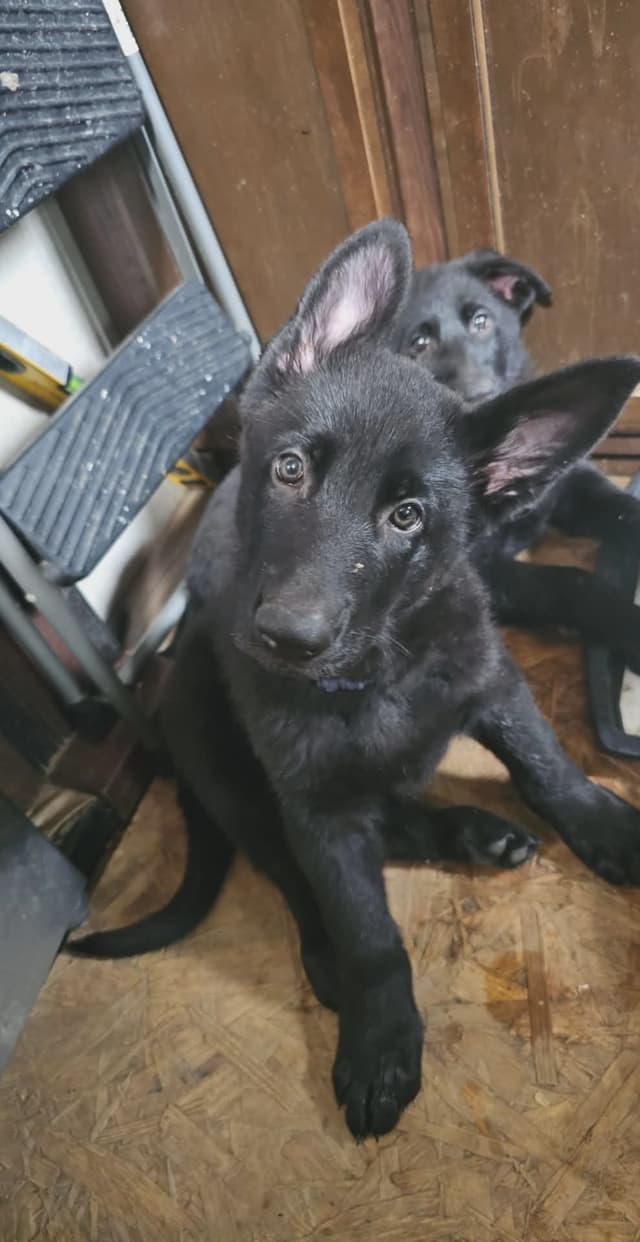 AKC German Shepherd Puppies – Solid Black (Mid Missouri) media 24