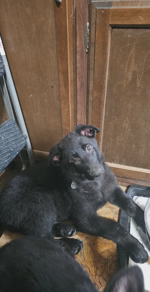 AKC German Shepherd Puppies – Solid Black (Mid Missouri) media 27