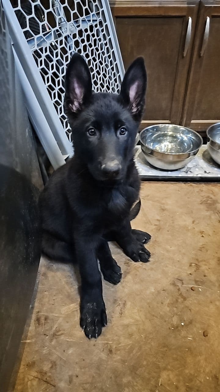 AKC German Shepherd Puppies – Solid Black (Mid Missouri) breeder image 19