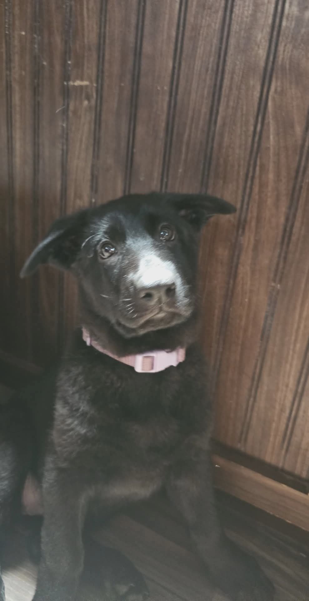 AKC German Shepherd Puppies – Solid Black (Mid Missouri) breeder image 25