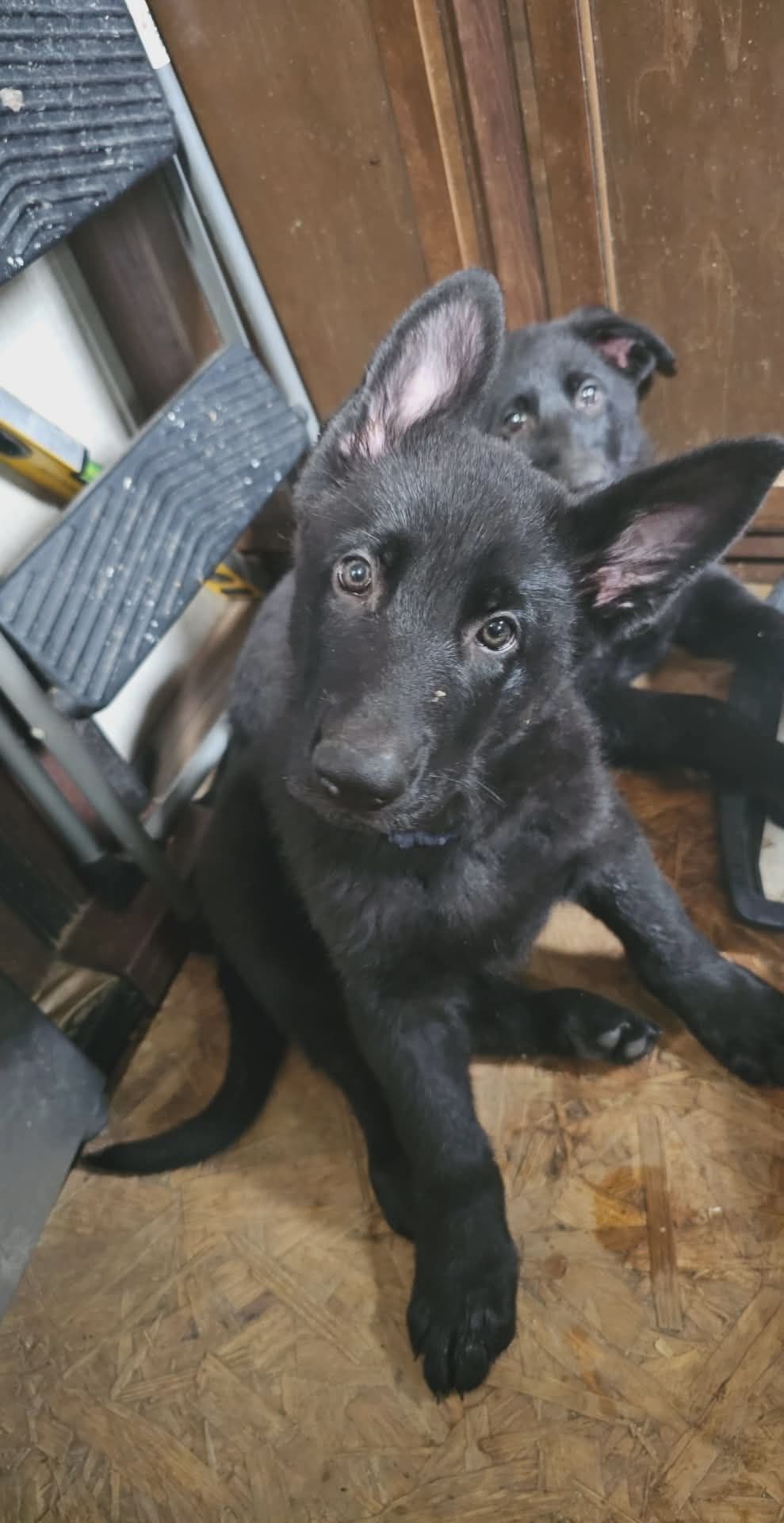 AKC German Shepherd Puppies – Solid Black (Mid Missouri) breeder image 28