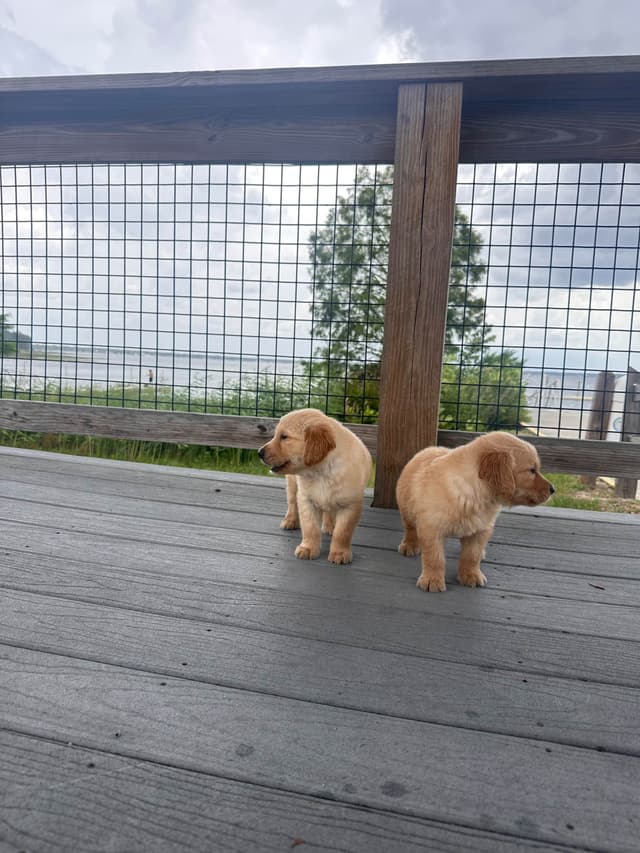 Golden Retriever Puppies media 2