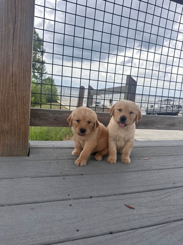 Golden Retriever Puppies media 3