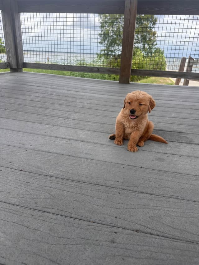 Golden Retriever Puppies media 5