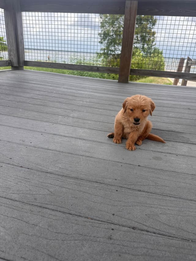 Golden Retriever Puppies media 4
