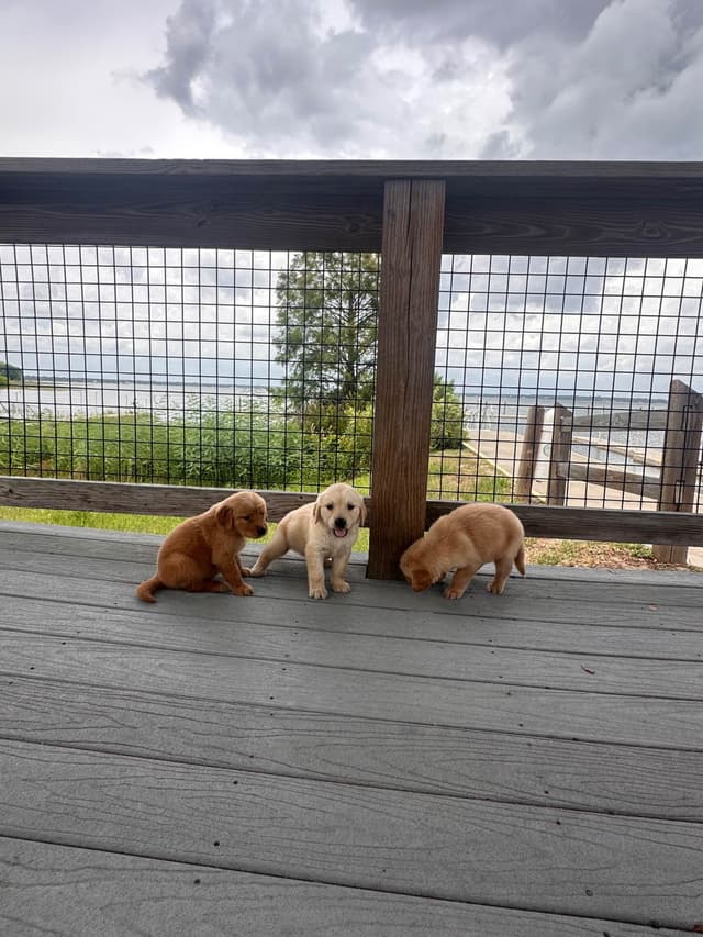 Golden Retriever Puppies media 6