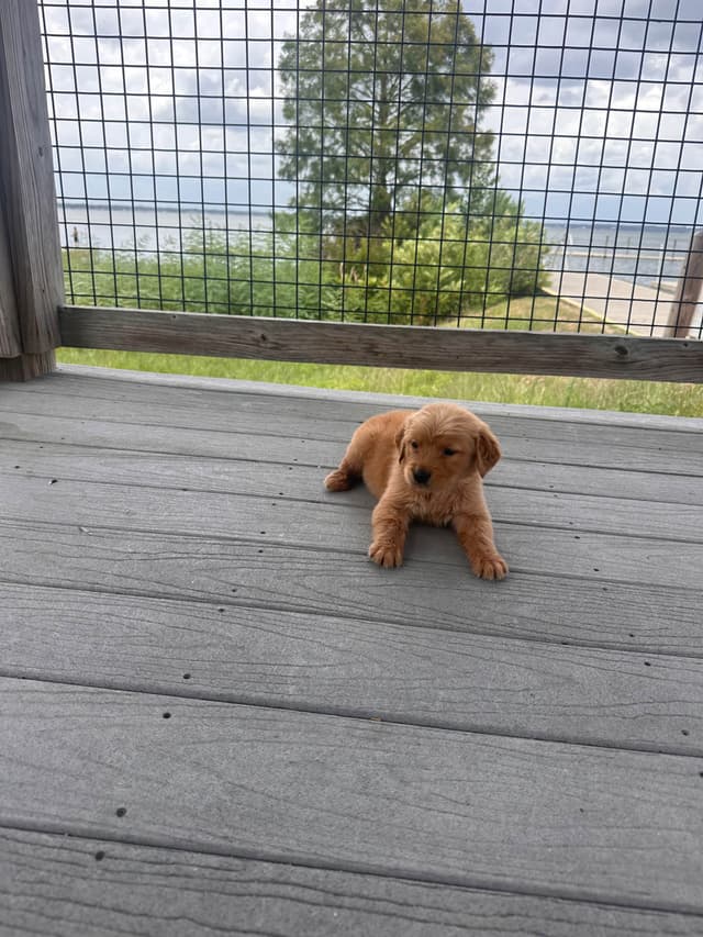 Golden Retriever Puppies media 7