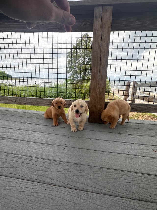 Golden Retriever Puppies media 8