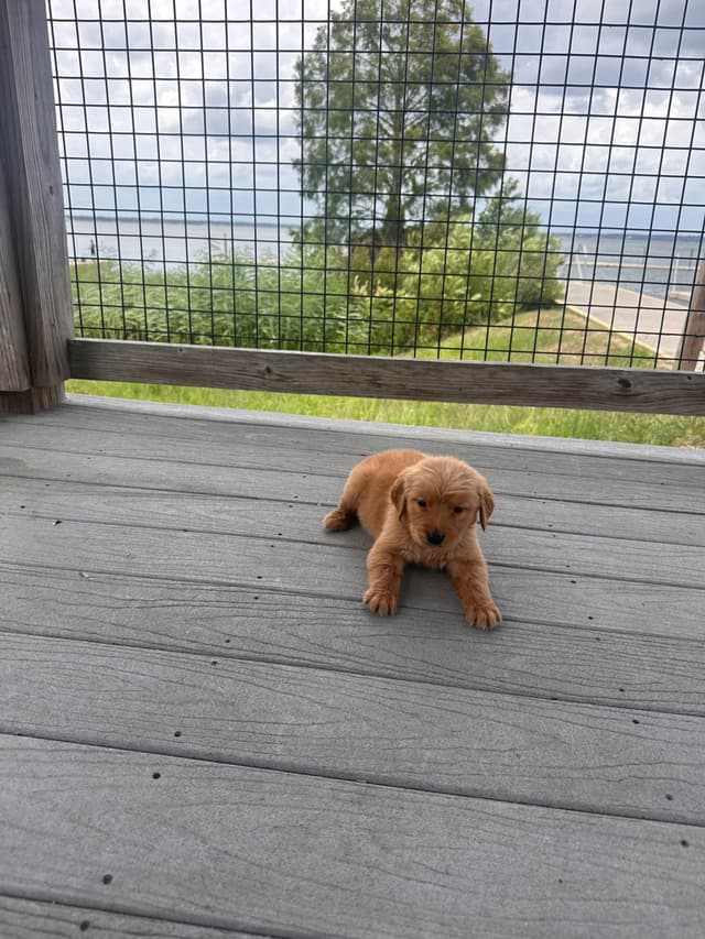 Golden Retriever Puppies media 9