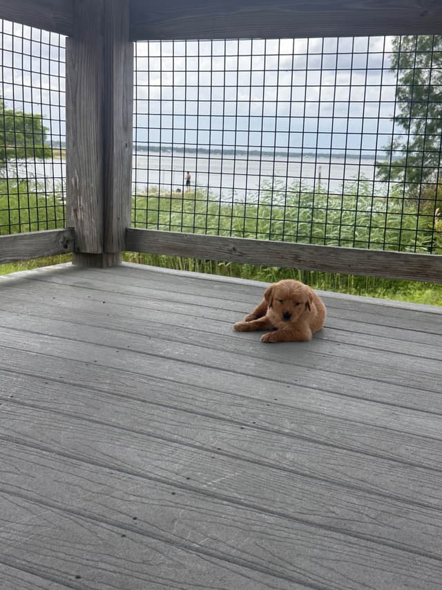 Golden Retriever Puppies media 13