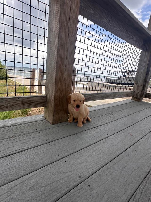 Golden Retriever Puppies media 11