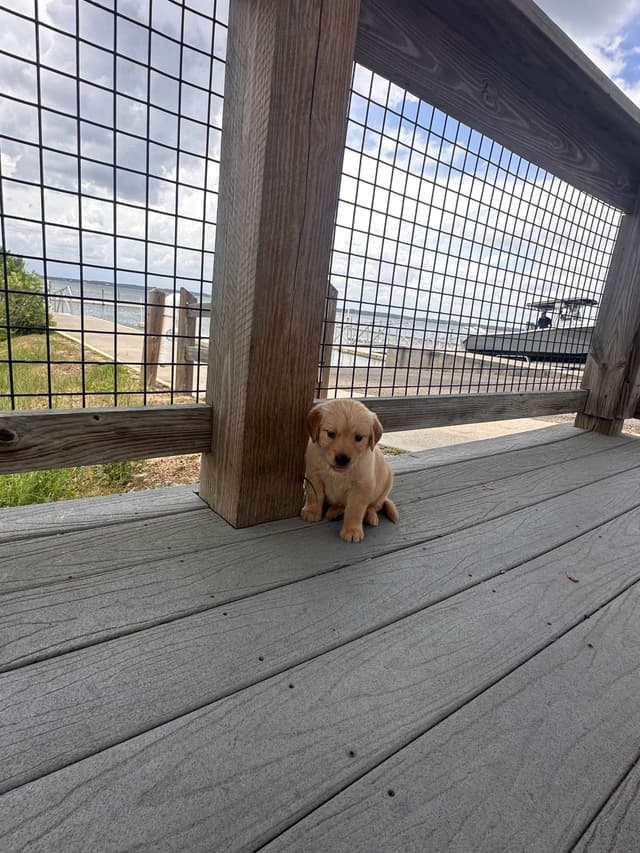Golden Retriever Puppies media 10