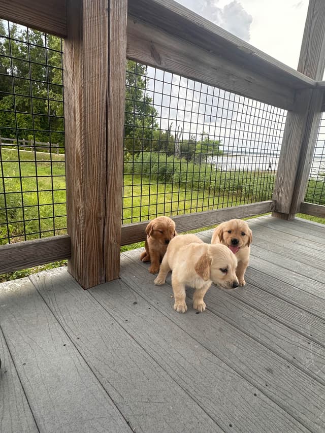 Golden Retriever Puppies media 12