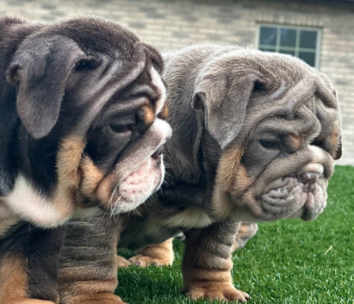 Bulldog Puppies breeder image 1