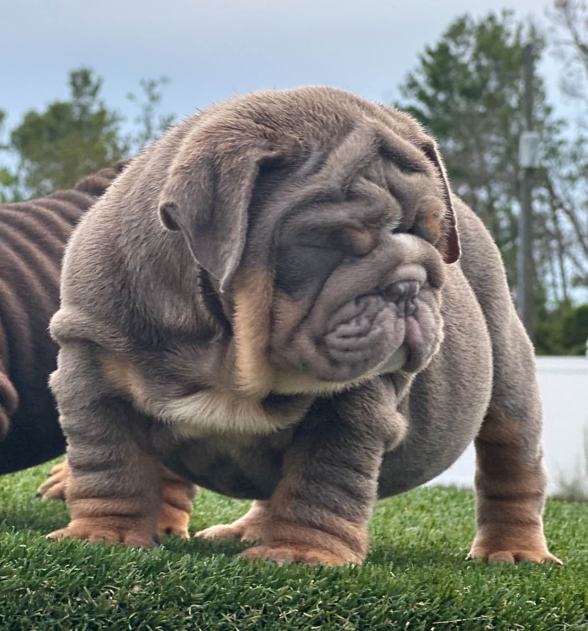Bulldog Puppies breeder image 2