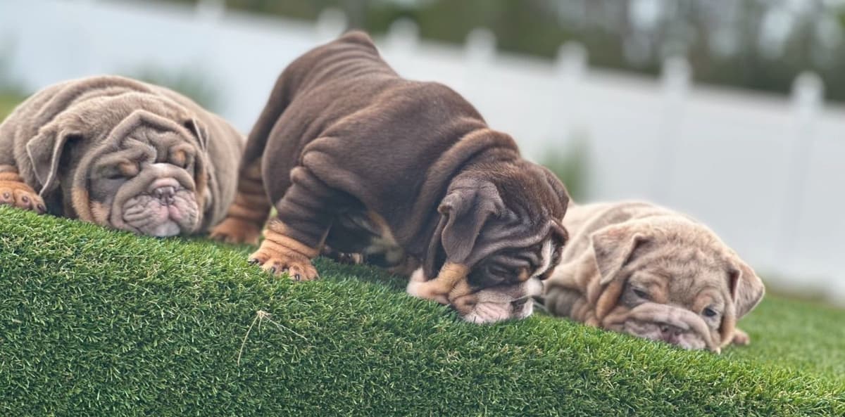 Bulldog Puppies breeder image 3