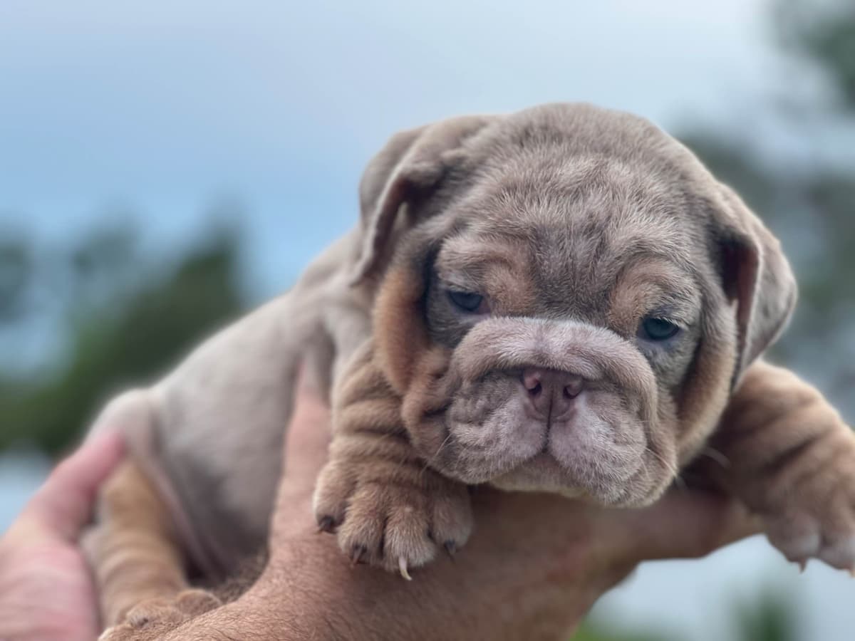 Bulldog Puppies breeder image 4