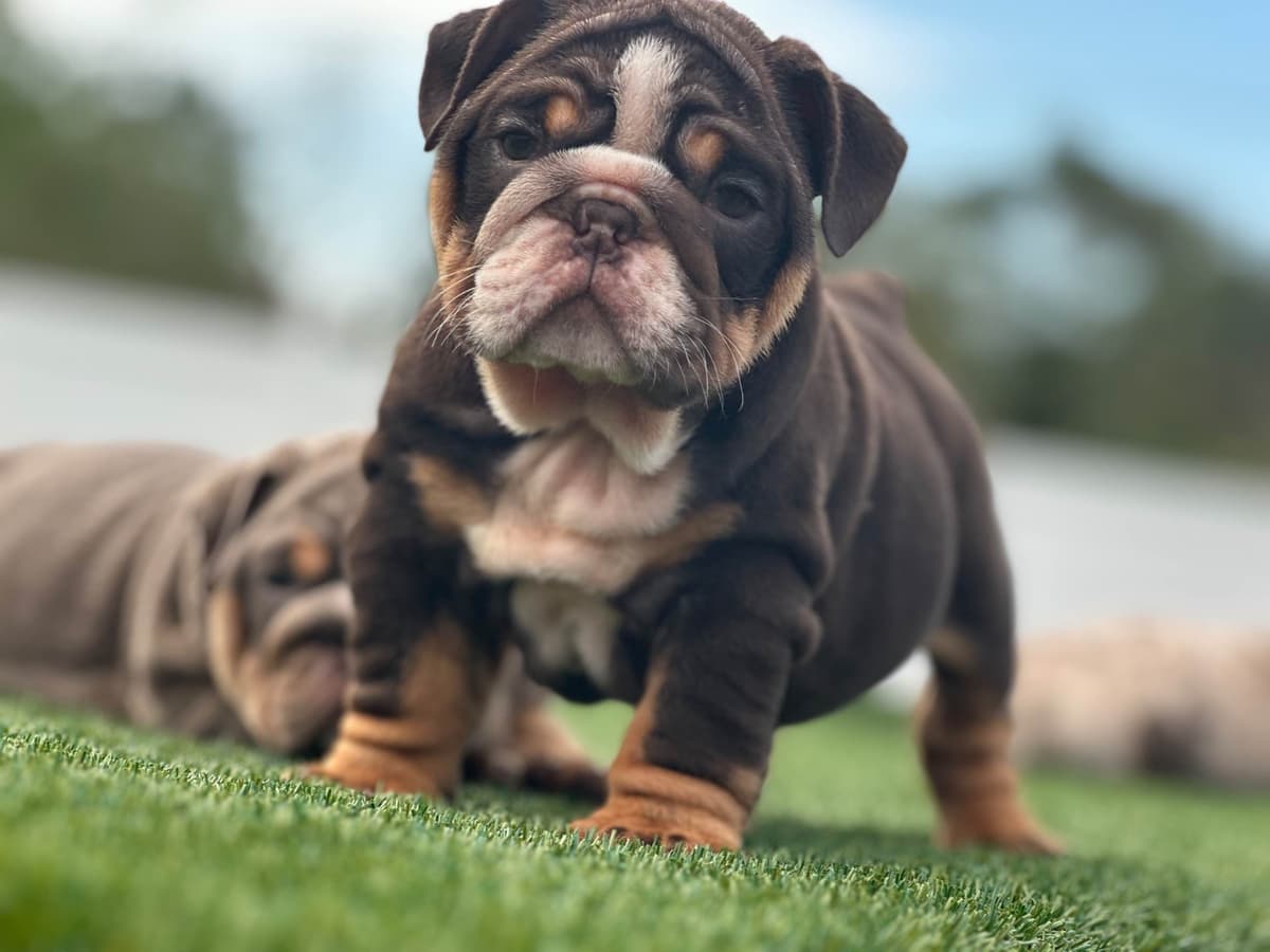 Bulldog Puppies breeder image 5