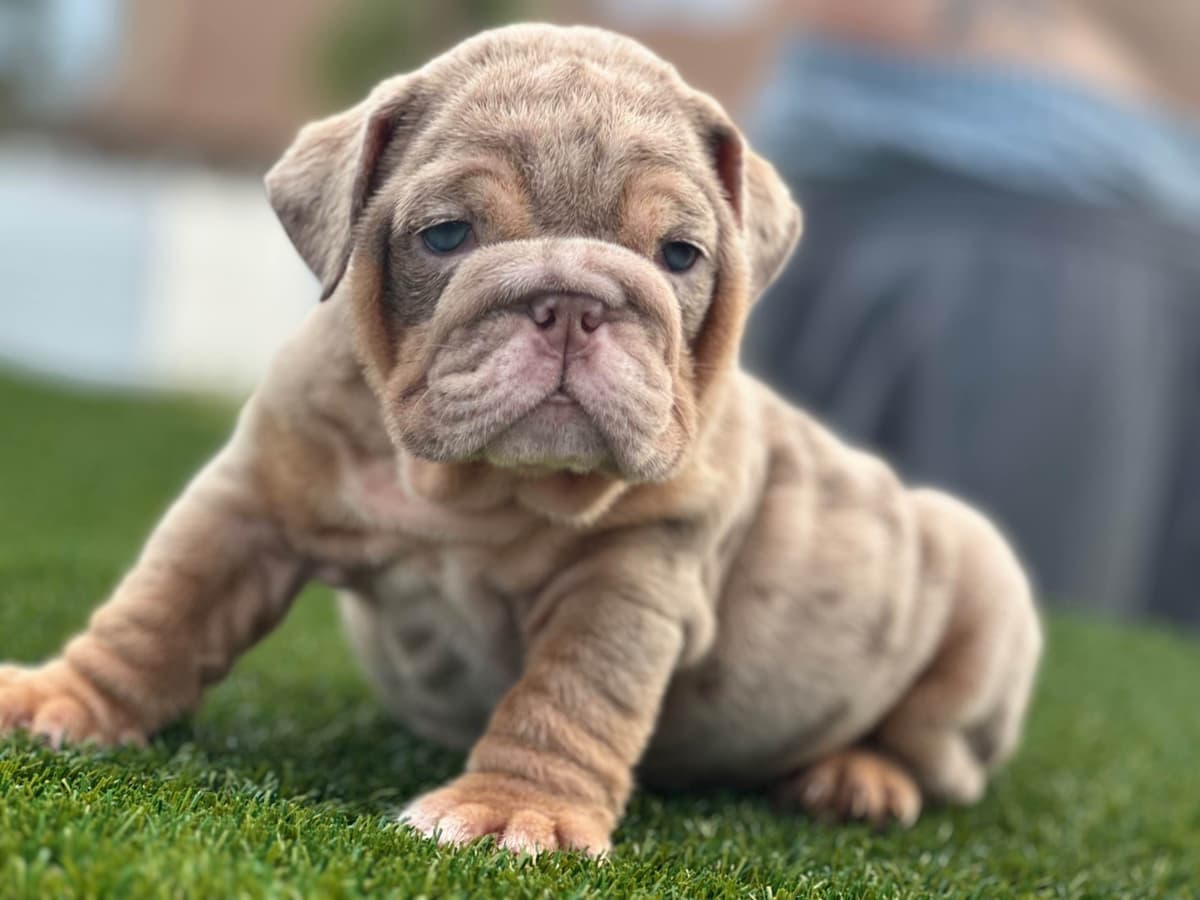 Bulldog Puppies breeder image 8