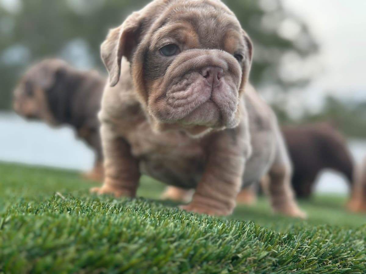Bulldog Puppies breeder image 6