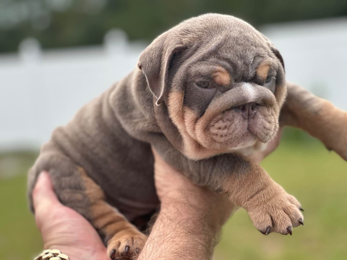 Bulldog Puppies breeder image 7