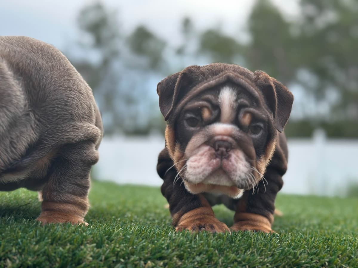 Bulldog Puppies breeder image 11