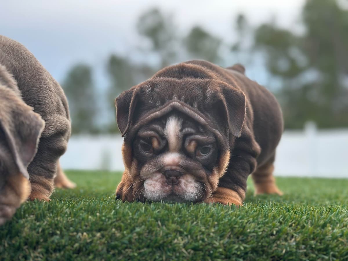 Bulldog Puppies breeder image 10