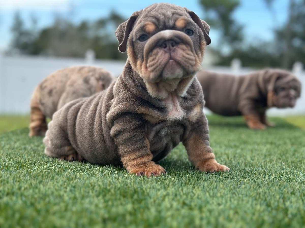 Bulldog Puppies breeder image 13