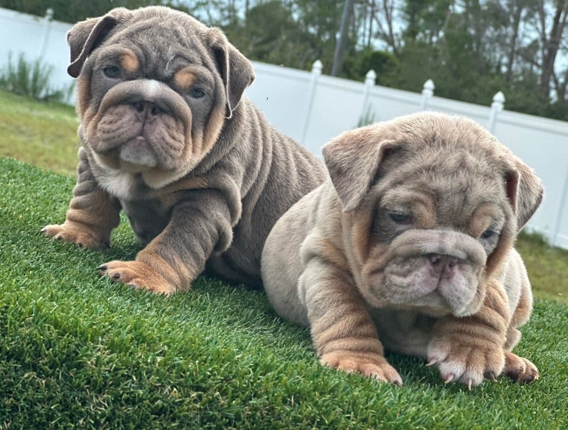 Bulldog Puppies breeder image 16