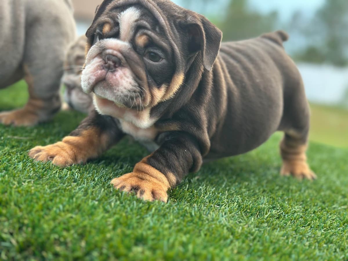 Bulldog Puppies breeder image 15