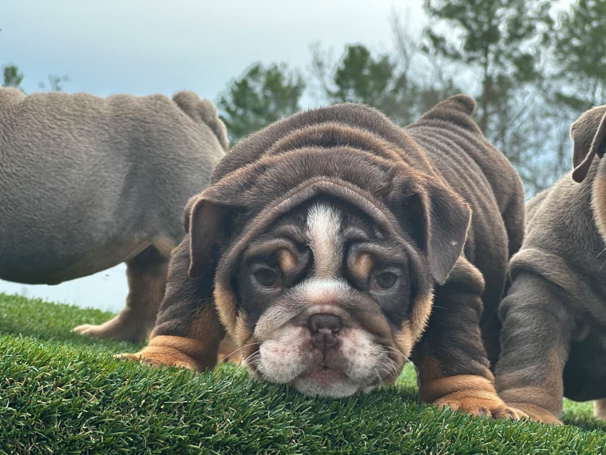 Bulldog Puppies breeder image 17
