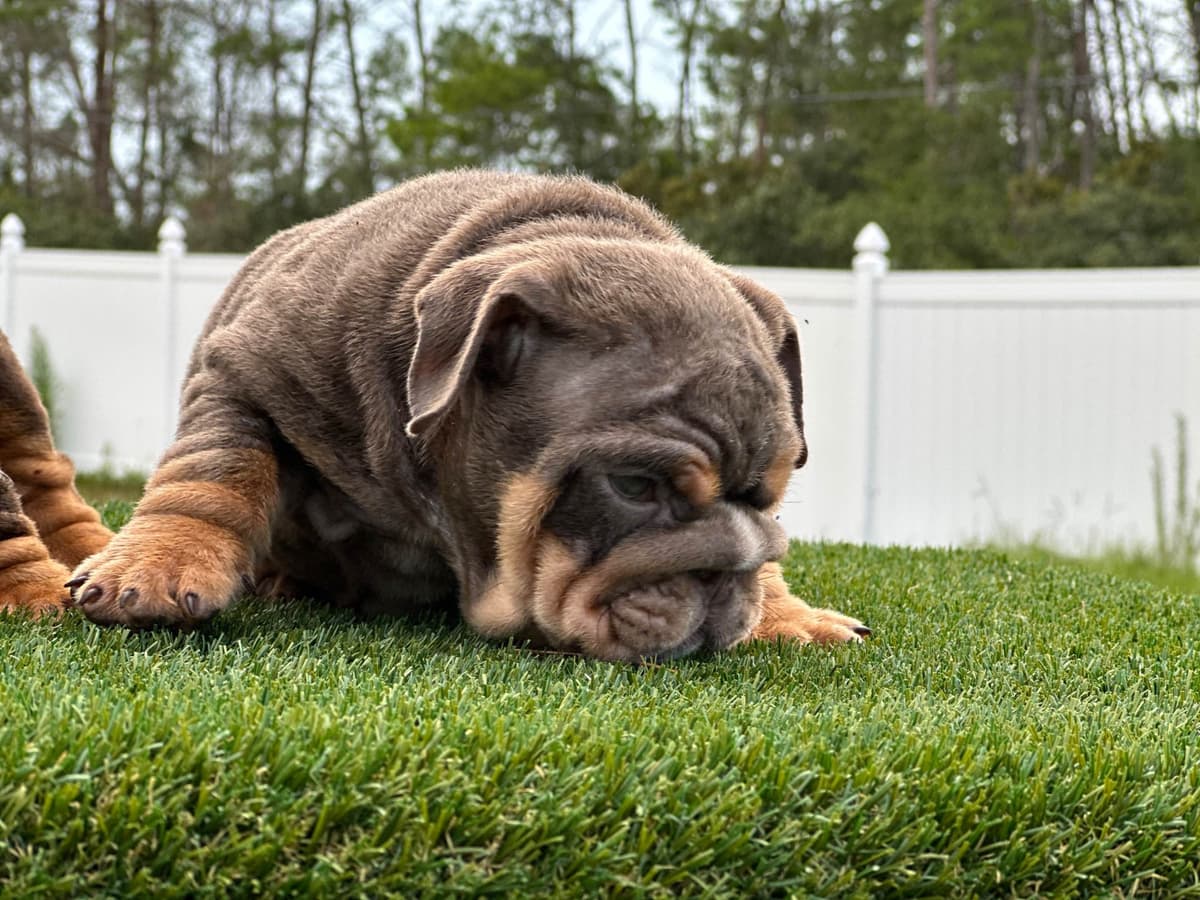 Bulldog Puppies breeder image 18