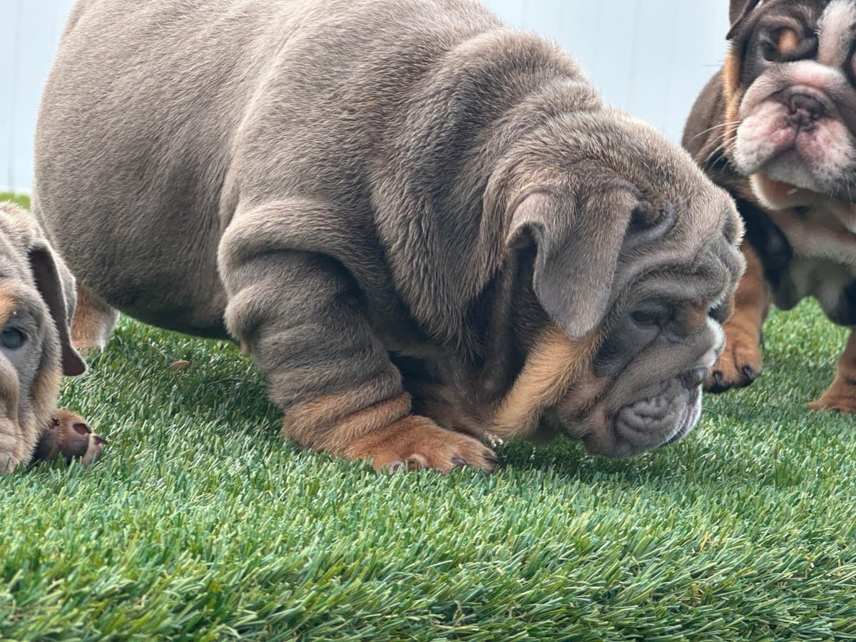 Bulldog Puppies breeder image 19