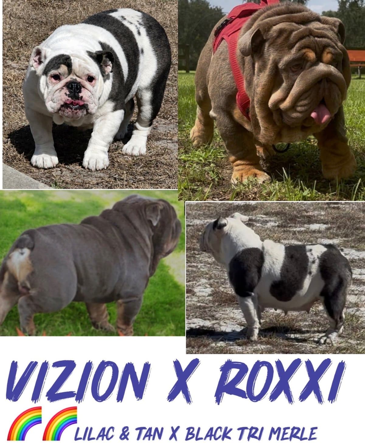 Bulldog Puppies breeder image 20