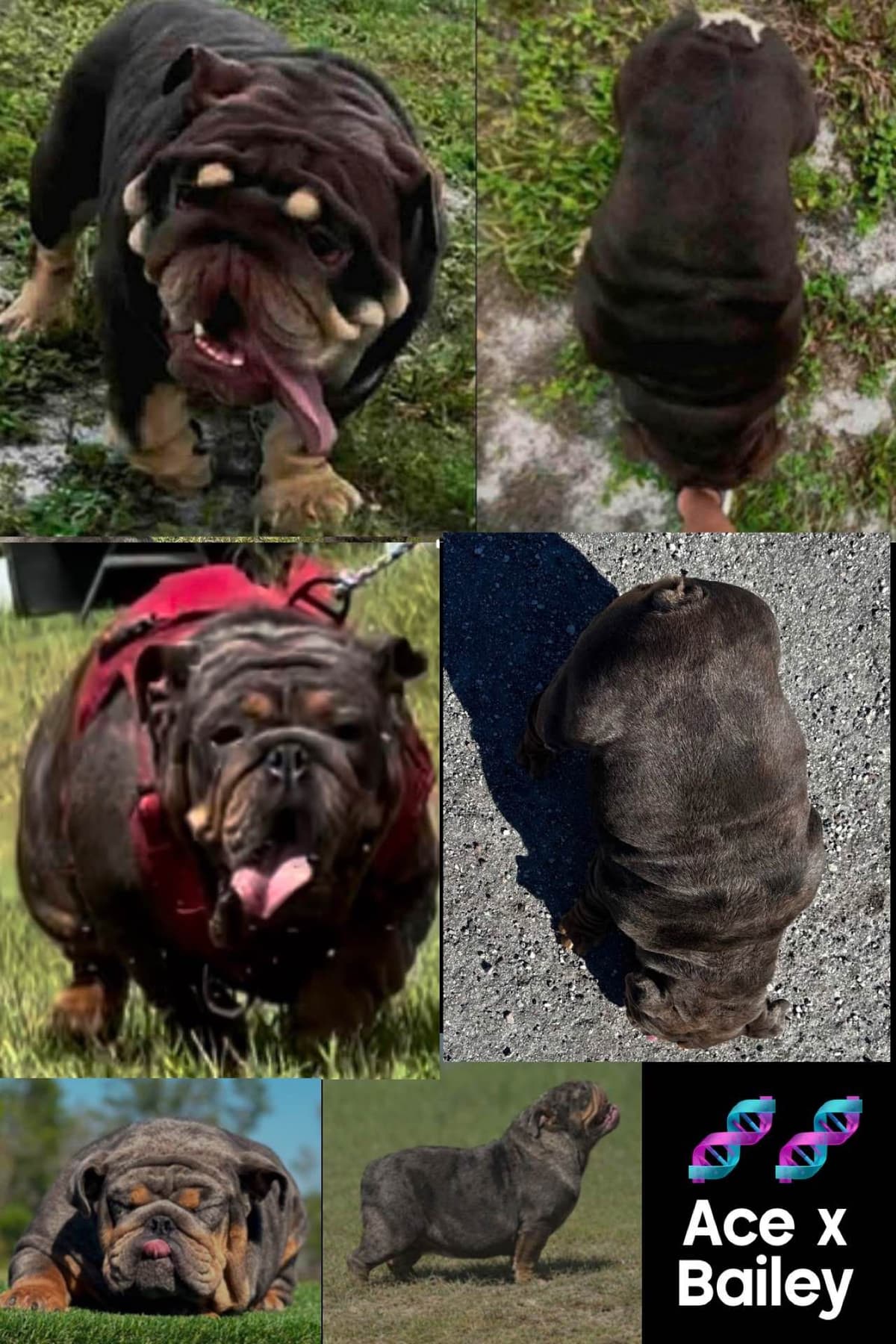 Bulldog Puppies breeder image 22