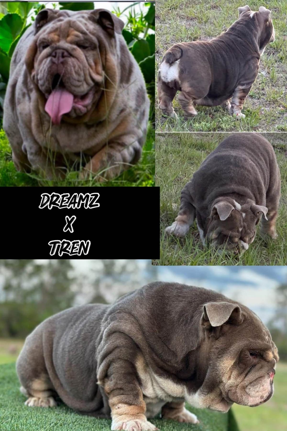 Bulldog Puppies breeder image 21