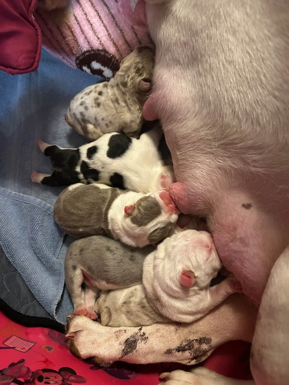 Bulldog Puppies breeder image 25