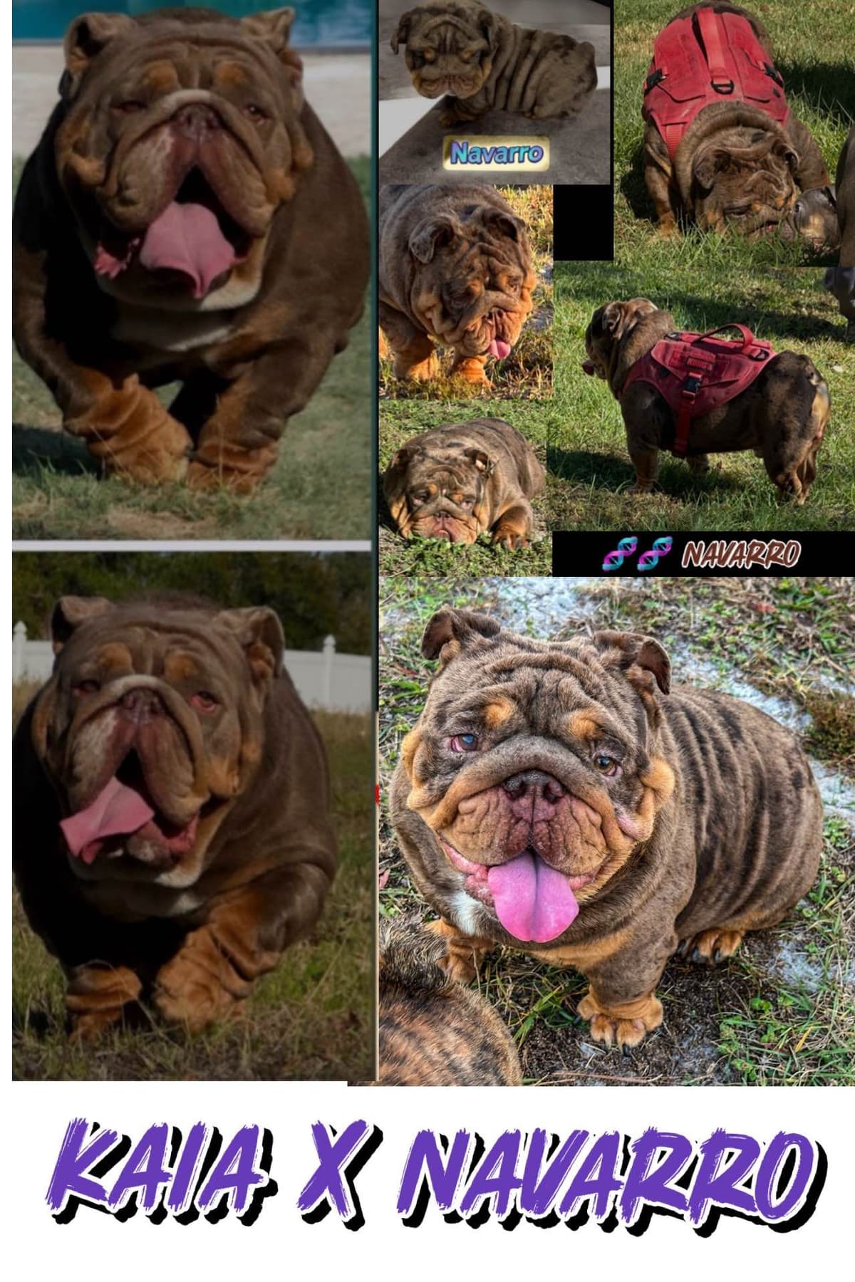 Bulldog Puppies breeder image 24