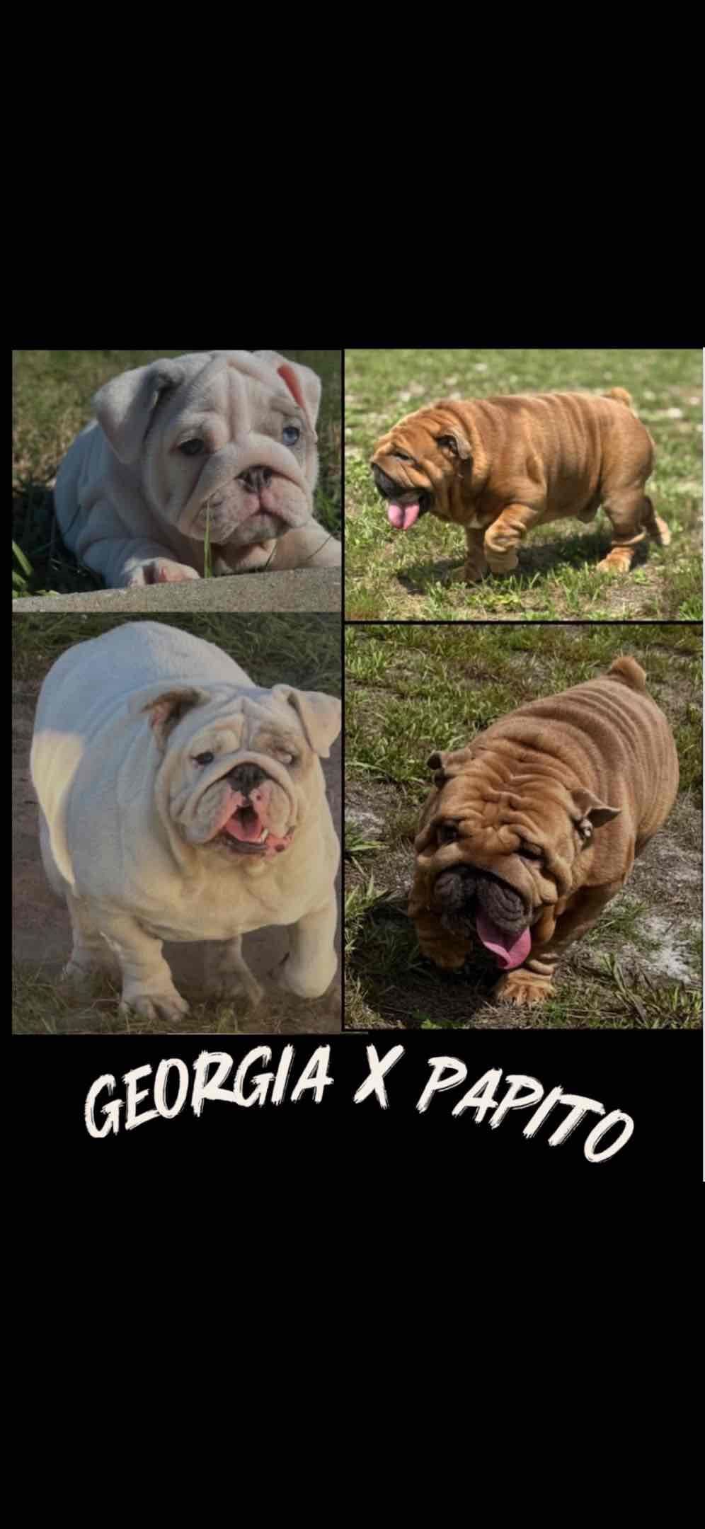 Bulldog Puppies breeder image 23