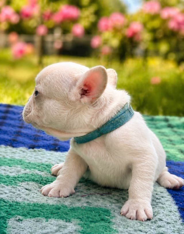 French Bulldog Puppies media 4