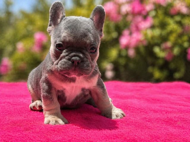 French Bulldog Puppies media 3