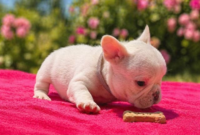 French Bulldog Puppies media 5